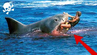 White Sharks Attack Humans  Shark Attack [upl. by Blodgett]