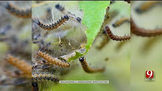 Lawncare Expert Shares Tips On Managing Pest Infestations [upl. by Akina73]