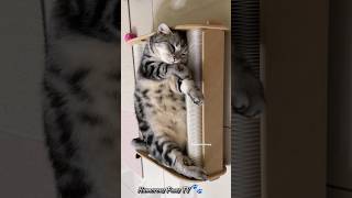 Chuckles and Charm Pet Comedy Delights 🐾😆 shortvideo shorts [upl. by Ragse373]