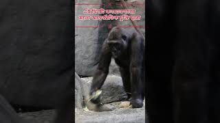 বিশ্ব গরিলা দিবস কবে পালন করা হয়When is World Gorilla Day observed [upl. by Korman]