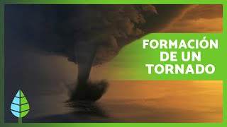 ¿Cómo se FORMA un TORNADO 🌪️  Definición Formación y Cómo Sobrevivir a un Tornado ✅ [upl. by Youngman]