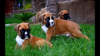 Heavy bone boxer puppies for sale in India 9620233339 BangaloreMumbaiDelhiHyderabadChennai [upl. by Ilwain]