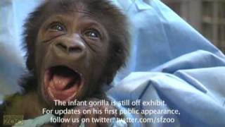 Its a Gorilla Baby Gorilla Update [upl. by Eniawd]