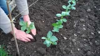 How to Grow Broad Beans [upl. by Appel509]