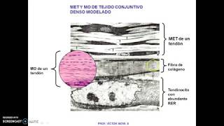 Clase Tejidos Conjuntivos parte IV [upl. by Yttak]