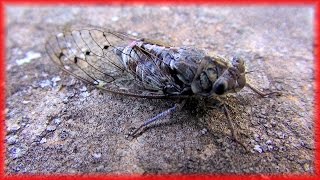 Cicadas sound in Provence Chant des cigales en Provence France HD videoturysta [upl. by Hakim]