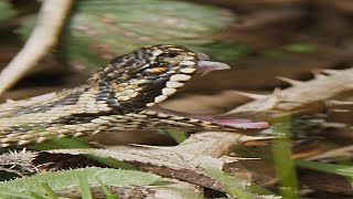 Adder shows its fangs wildlife snake snakes adder venomoussnake poisonoussnakes [upl. by Dunc122]