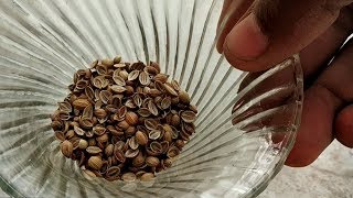 ऐसे उगाएं घर में हरा धनिया का पौधा  How to grow Coriander Dhaniya seeds at Home [upl. by Henrie]