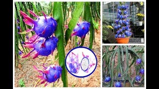 👉 PITAYA AZUL 😱😲 🦋💙🦋💙 [upl. by Town]