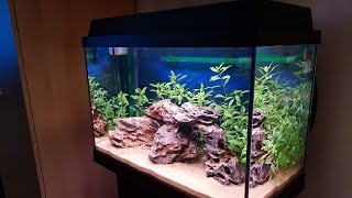 Juwel aquarium setup  week 3 [upl. by Intirb]