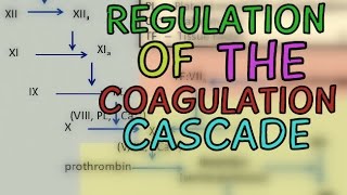 Regulation of the Coagulation Cascade  Protease Inhibitors  Fibrinolytic System [upl. by Gnemgnok574]