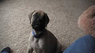 bullmastiff puppy at 8 weeks old barking Jegs [upl. by Atiniv]