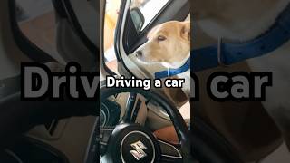 Smartest dog in the world driving a car 😱😱😱🚙🐶dog doglife animals doglover dogs dogshorts [upl. by Lahsiv]