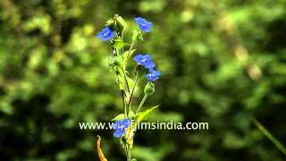 Commelina paludosa common Himalayan monsoon flower [upl. by Alimrahs322]