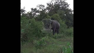 Tusk elephant  Elephant  Animals  Wildlife  Wild animals erephant animals elephant [upl. by Nyrehtak220]