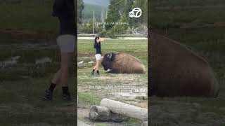 Despite warnings woman approaches bison for selfie in Yellowstone [upl. by Ennahgiel]