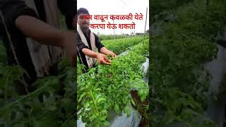 टोमॅटो🍅करपा नियंत्रणफवारणी व काळजीbest fungicide Aliette KasuB Kocide शेतकरीराजा farming tomato [upl. by Tammara]