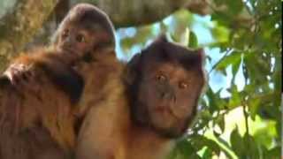 Cunning Capuchins by Bradley Louw [upl. by Rachael]