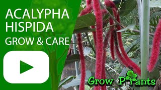 Acalypha hispida  grow amp care Chenille plant [upl. by Rambert]