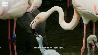 Bijzonder twee mannetjesflamingos voeden samen een jong op in Beekse Bergen [upl. by Oak]