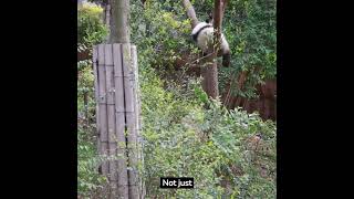 Giant Panda Ailuropoda melanoleuca [upl. by Moulden455]