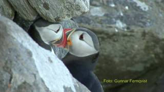 LUNNEFÅGEL Atlantic Puffin Fratercula arctica Klipp  9 [upl. by Ydissac239]