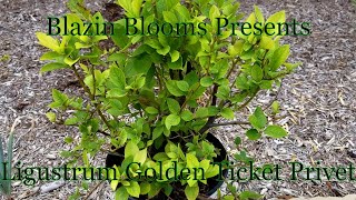 Ligustrum Golden Ticket  Privet [upl. by Latricia]