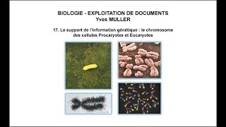 17 Le support de l’information génétique  le chromosome des cellules Procaryotes et Eucaryotes [upl. by Leona]