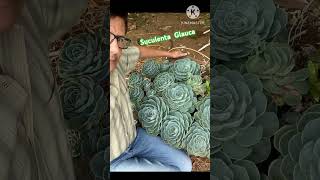 Suculentas Glauca shortviral viralvideo suculentas natureza plants 12 de setembro de 2024 [upl. by Penoyer]