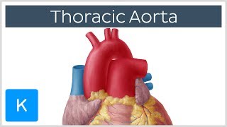 Thoracic Descending Aorta Anatomy amp Branches  Kenhub [upl. by Akenet]