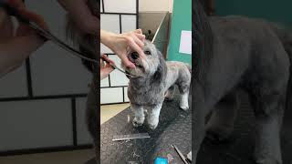 Havanese dog face trim [upl. by How]