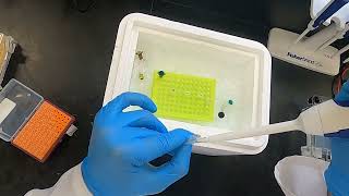 Polymerase Chain Reaction PCR [upl. by Previdi]