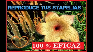 🌼 COMO REPRODUCIR STAPELIA 🌼 [upl. by Carrel]