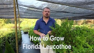 How to grow Florida Leucothoe Agarista populifolia with detailed description [upl. by Aes]