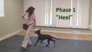 How to Train a Dog to quotHeelquot K91com [upl. by Leia]