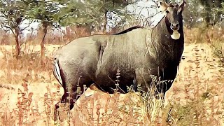 Angry Big bull Nilgai or blue bull Boselaphus tragocamelus face to face at Pohara jungle [upl. by Langill507]