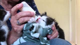 403 MommaCat Lily Bottle Feeding 4 Week Old Kittens [upl. by Suoilenroc]