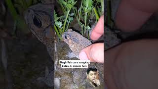 Beginilah cara menangkap katak di malam hari amazingfrog animals frog nature frogling [upl. by Leanatan55]