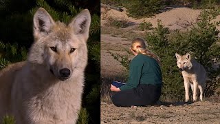 AU PAYS DU LOUP avec Gisèle Benoit Épisode 2 – Les deux meutes [upl. by Campbell]