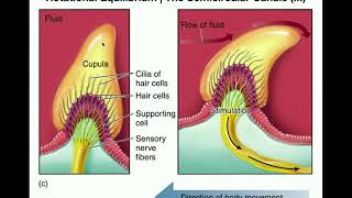 Anatomy  Physiology of the Semicircular Canals [upl. by Eire986]