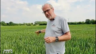 Crops want some rain amp I look to swap growing OSR for getting paid to leave fields uncropped [upl. by Melva]