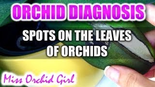 What do spots on Orchid leaves mean [upl. by Yelsehc]