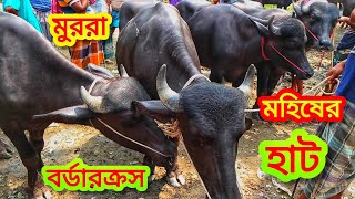 খামার উপযোগি প্রচুর চাহিদা সম্পুর্ণ ভারতের বর্ডারক্রস মুররা জাতের মহিষের দাম জানুন।মহিষহাট buffalo [upl. by Akihdar]