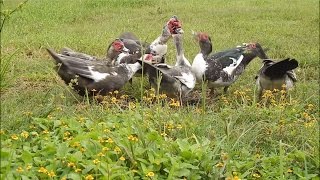 Raising Ducks Muscovy Ducks Having a Heated Conversation [upl. by Enelie640]