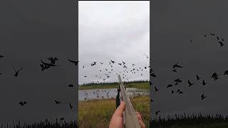 Epic Solo Goose hunting youtubeshorts birdhunting goosehunting goosehunt snowgoosehunting 2024 [upl. by Oswin]