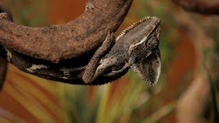 7 Cool Facts about Chameleons  Pet Reptiles [upl. by Lanfri195]