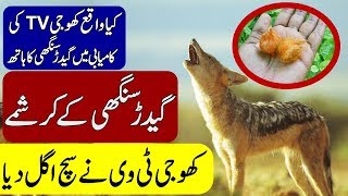 GIDAR SINGHI  REALITY BEHIND JACKAL HORN  ORIGINAL JACAL HORN  URDU HINDI  KHOJI TV [upl. by Checani]