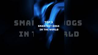 Top 3 Smartest Dogs in the World pets top3 dog [upl. by Aramoix]