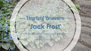 Jack Frost Brunnera  Walters Gardens [upl. by Ecinna]