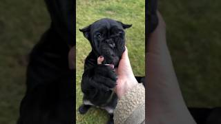 Looks like a teddy bear 🐨 puppy 😍shorts tiktok canecorso italianmastiff puppy dog trending [upl. by Charissa]